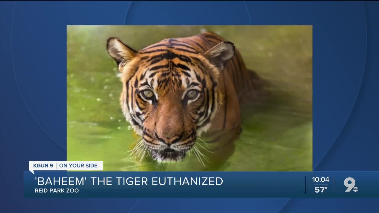 Reid Park Zoo tiger euthanized