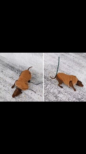 Quirky dog hilariously rubs his face in the snow