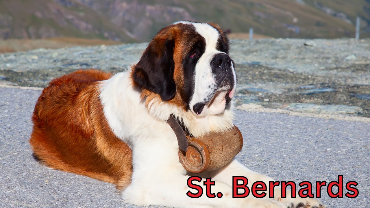 St. Bernards: Gentle Giants