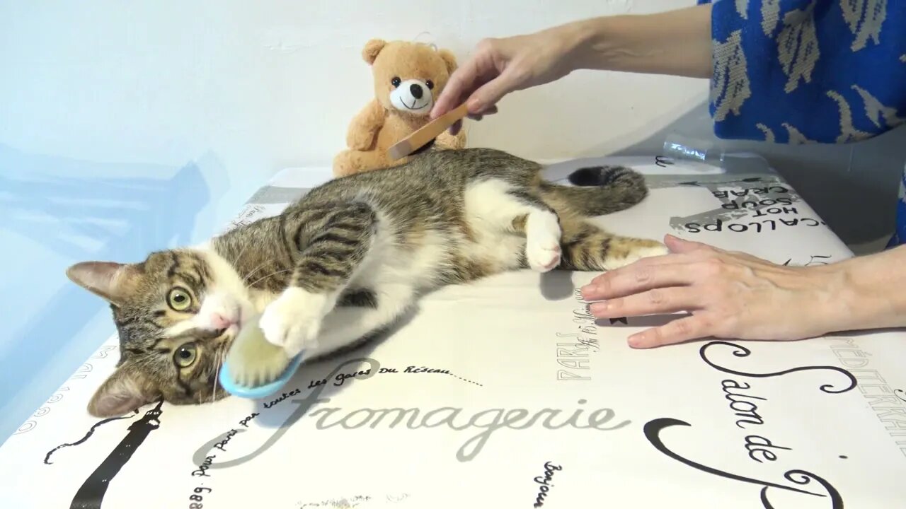 Playful Cat Loves His Toys