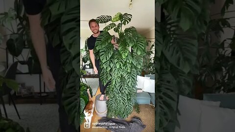 Monstera adansonii subspecies laniata