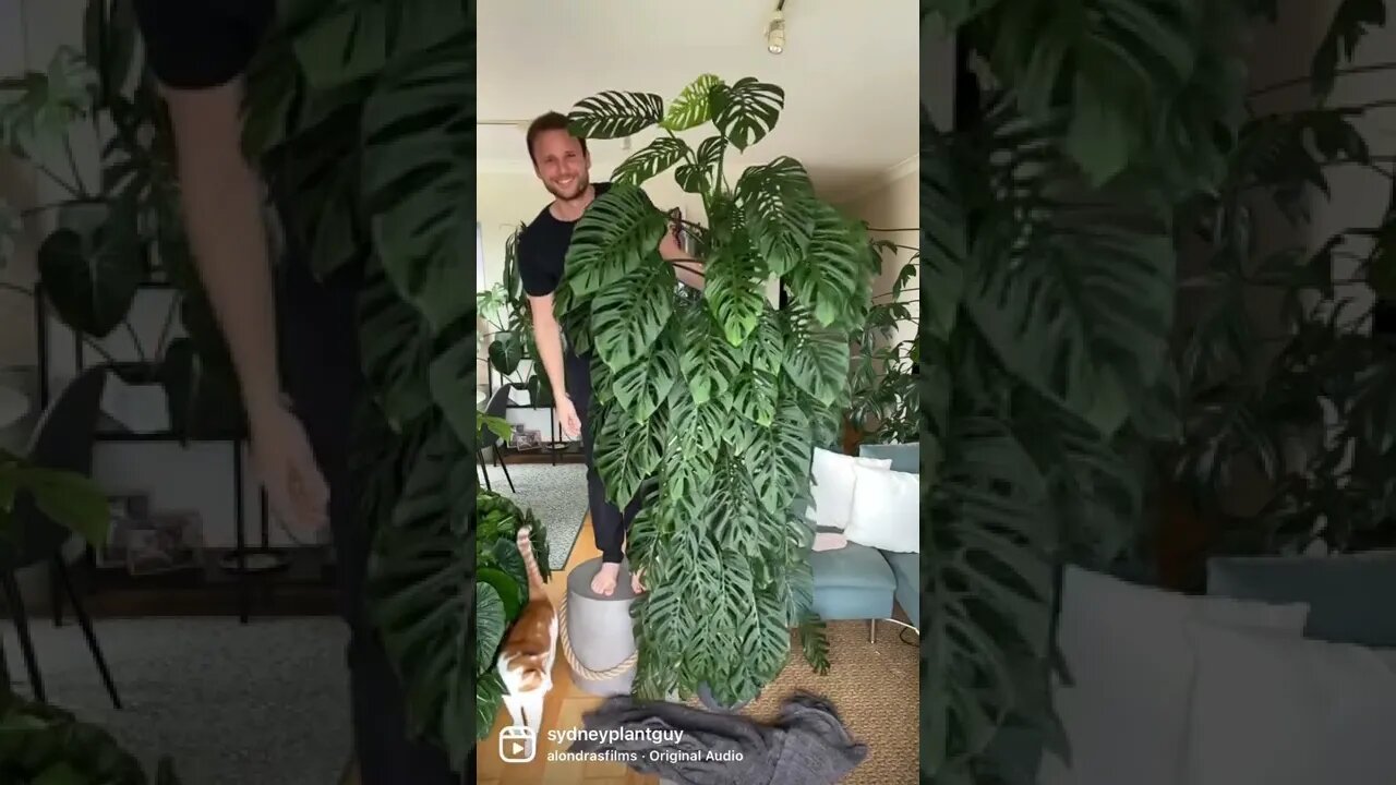 Monstera adansonii subspecies laniata