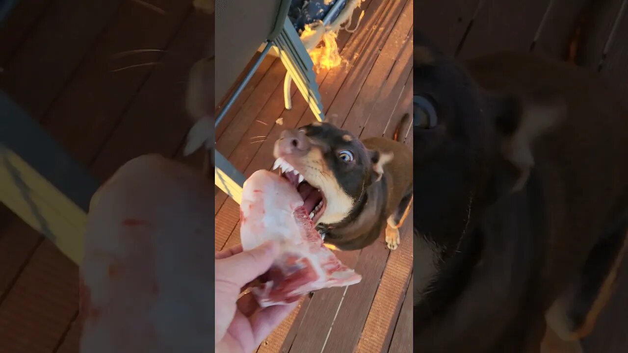 Carnivore Sheepdog #farmlife #kelpie #lamb