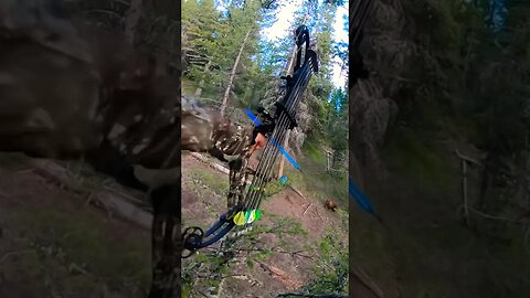 Color Phase Black Bear Bowhunting #bear