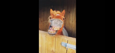 Horse singing 2022
