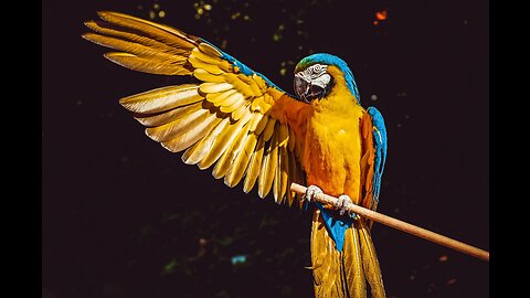 Robin, Oiseau, Forêt