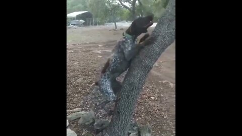 If the bird doesn't come to the bird dog... The bird dogs goes to the bird!