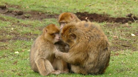 Thee Monkey Video Wild Animals