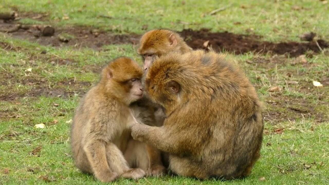 Thee Monkey Video Wild Animals