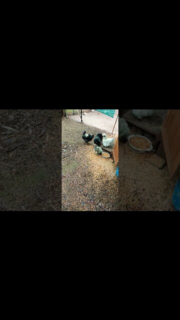 Good morning Silkies it's a rainy day