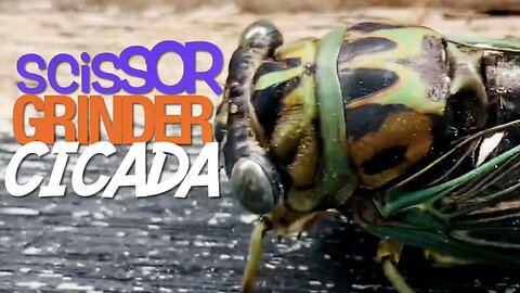 Cicada, Eastern Scissor Grinder (Neotibicen winnemanna)