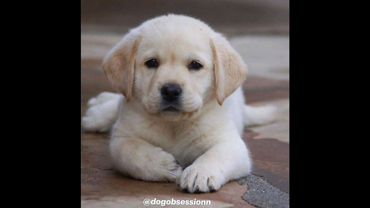 Cute Labrador puppies