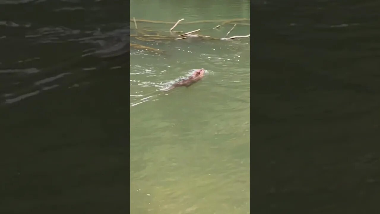 South river beaver #virginia #wildlife #beavers #shorts #shortvideo