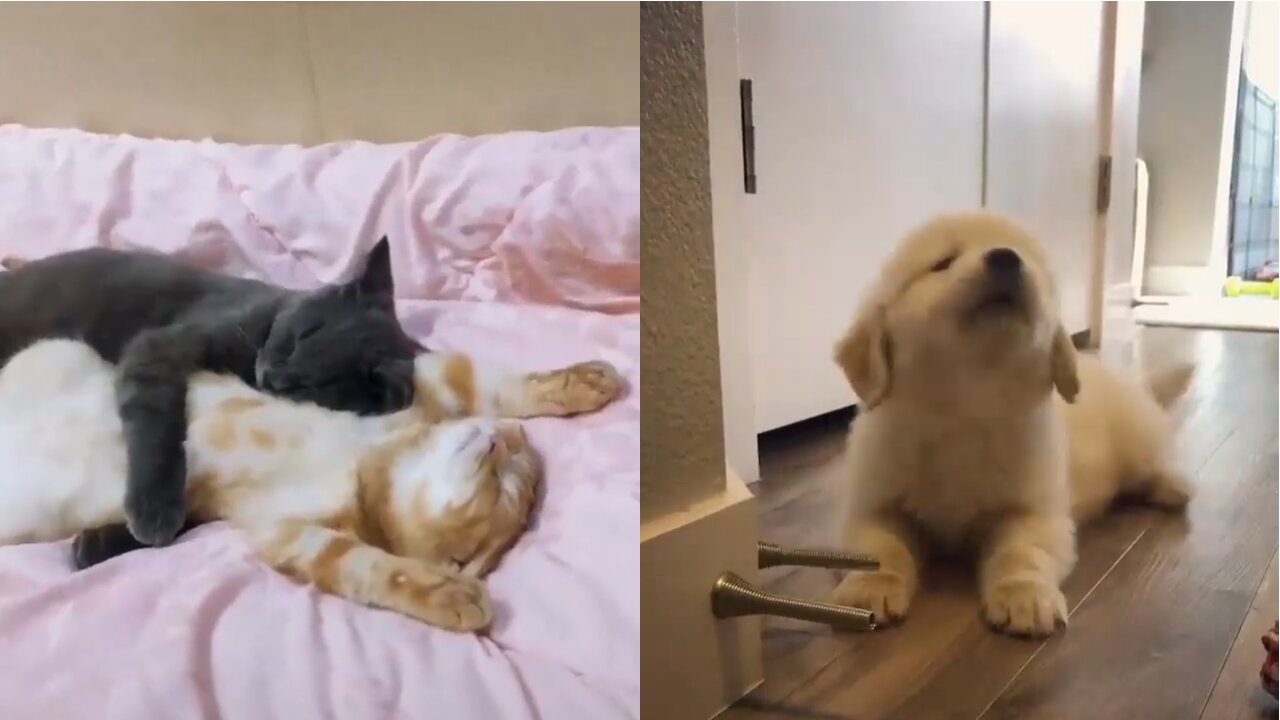 Little Dog furious | Clever cat finds genius way to hug