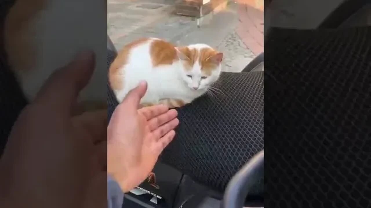 I tried to pet every cat in Istanbul