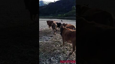 herd of cows chasing each other in the middle of the meadow