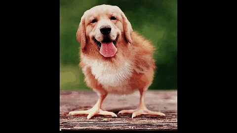 Animals make a lot of comedy