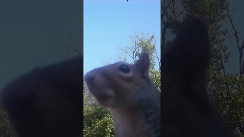 Squirrels 🐿️ squirrels 🐿️ Squirrels #shorts