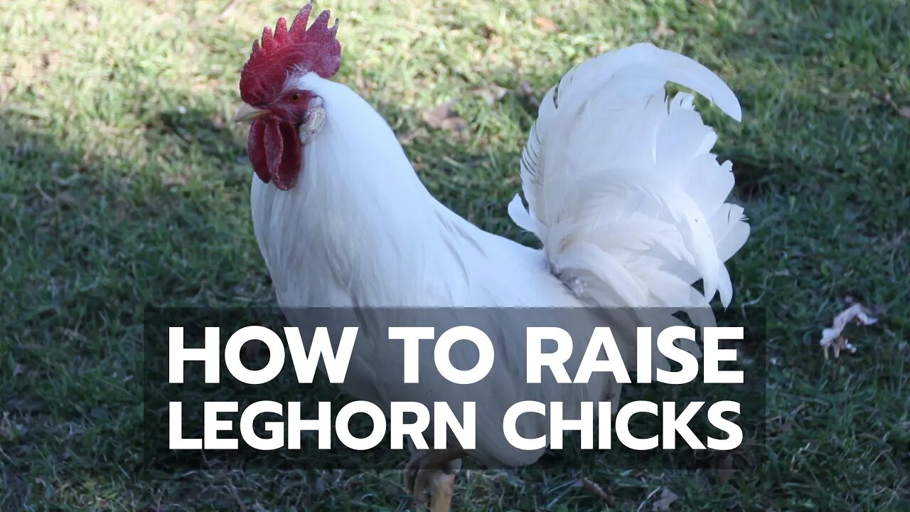 How to Raise Leghorn Chicks