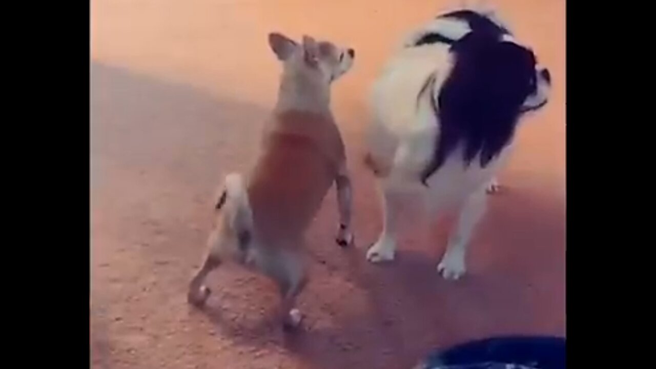 Funny dog twerking