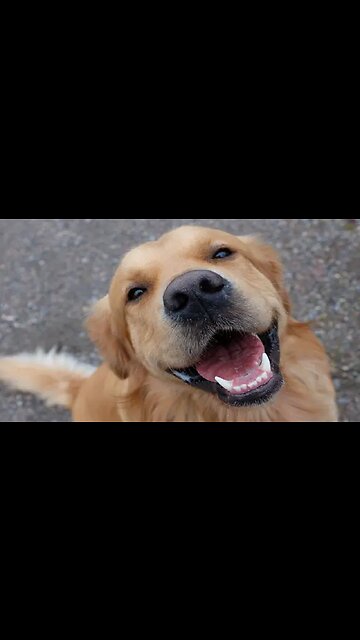 Golden Retriever ❤️_🔥 Unconditional Love & Loyalty!