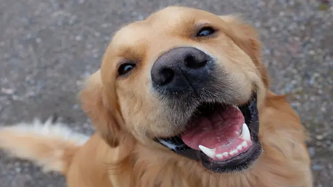 Golden Retriever ❤️_🔥 Unconditional Love & Loyalty!