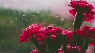 Rain Water Video