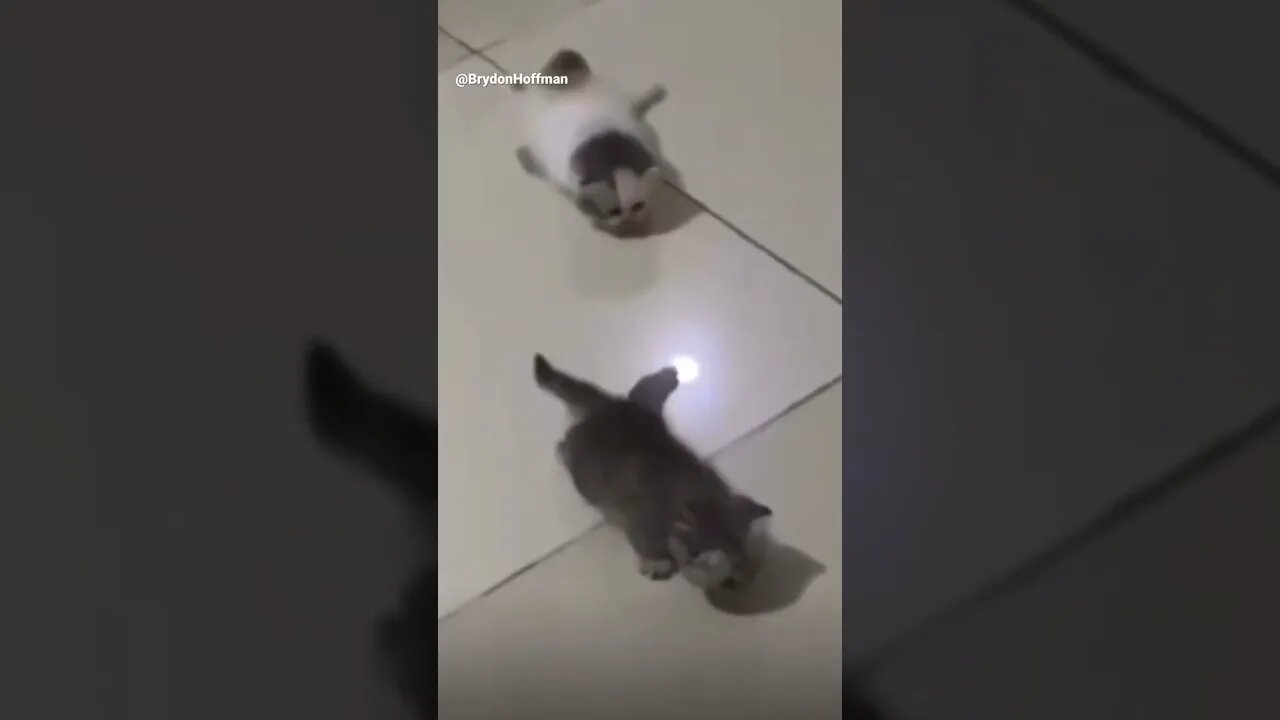 Funny Cat Meme 😂 pt.11 #shorts