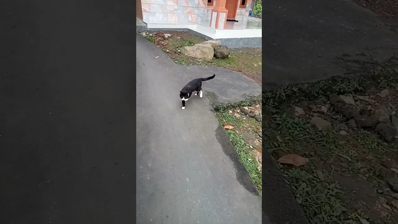 Country cat #shortvideo #Kucing viral bulu merah