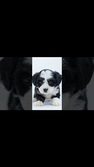 Cute Puppy Part 1#shorts