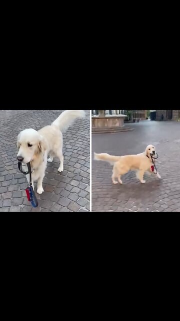 Golden Retriever decides to take himself for a walk