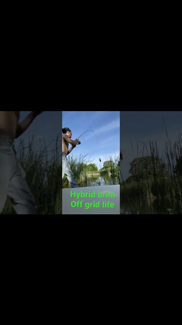 How we get fresh meat fast (Hybrid brim￼)￼