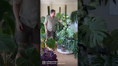There is always room for one more ;) feat. @Growinggrounds #shorts #houseplants