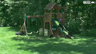 Une famille d'ours transforme son jardin en terrain de jeu