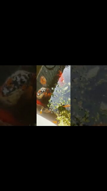 I’m a goldfish breeder lmao 🤣