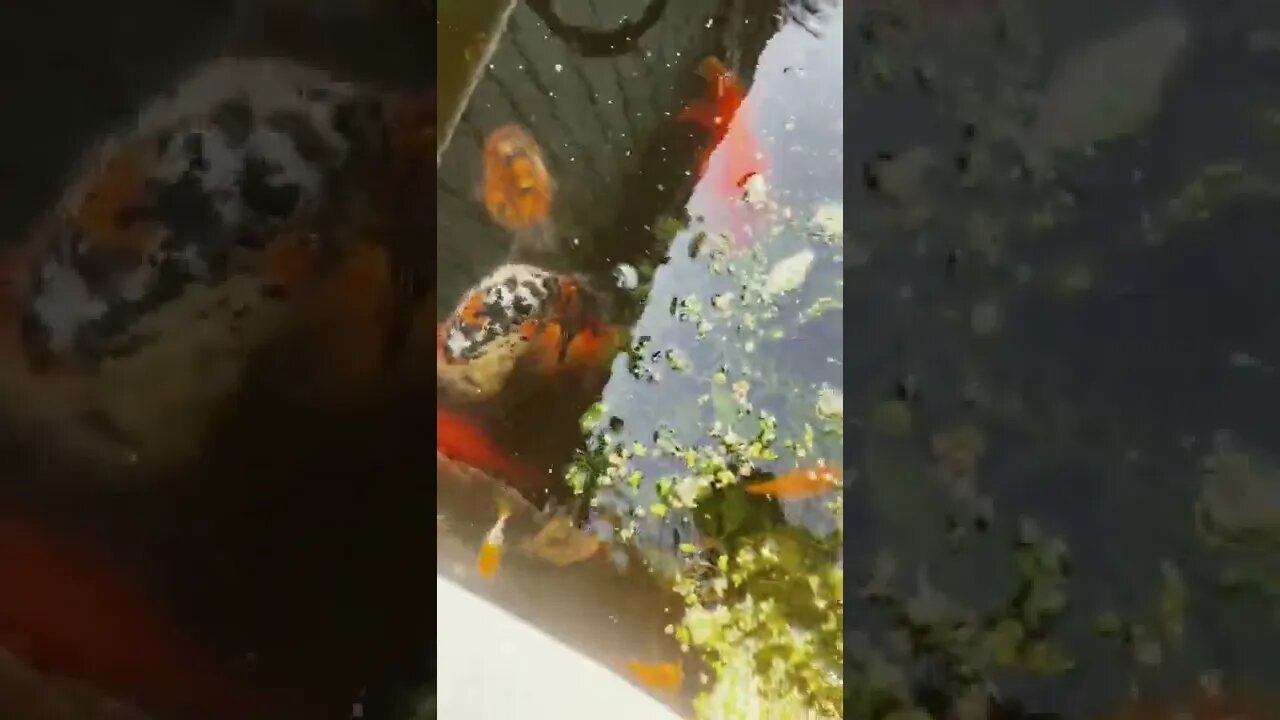 I’m a goldfish breeder lmao 🤣