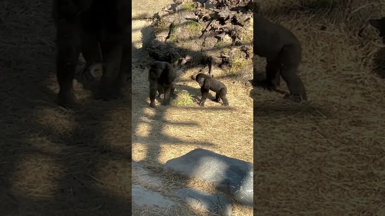 Playful spinning baby GORILLA Jacksonville Zoo Florida VETS PETS