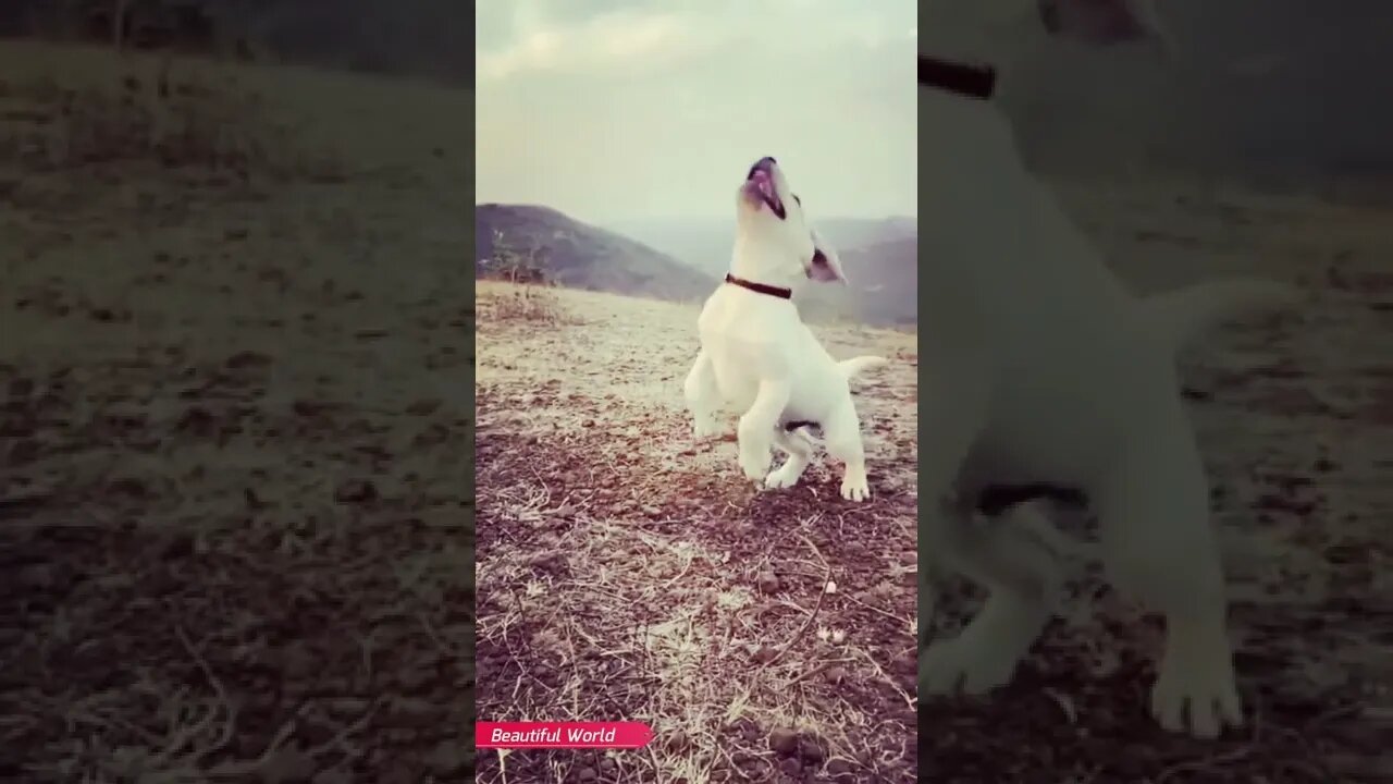 Cute puppy jumping😍🐶 #shorts #beautifulworld