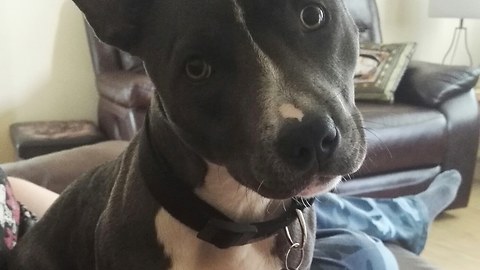 Brave pupper facing the enemy nail file