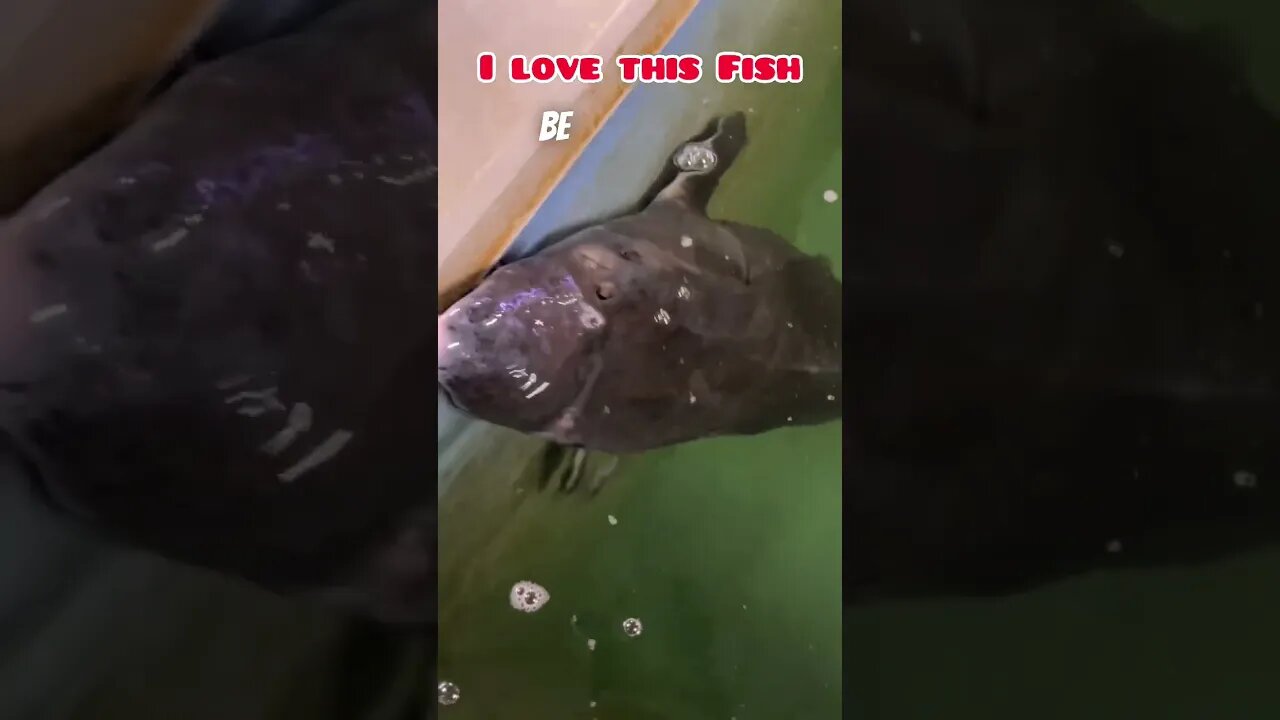 I Love This Fish #bigfish #funnyfishvideos #fish #fishvideos #fishlovers #beautifulfishes #starlet