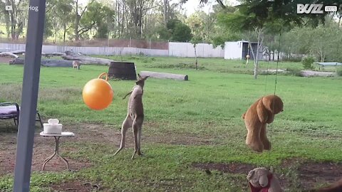 Jovem canguru adora os seus brinquedos