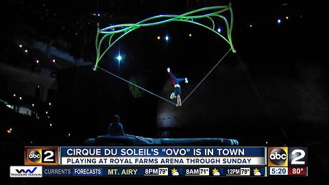 Cirque du Soleil's OVO show is in town