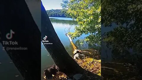 The Angel's was following me