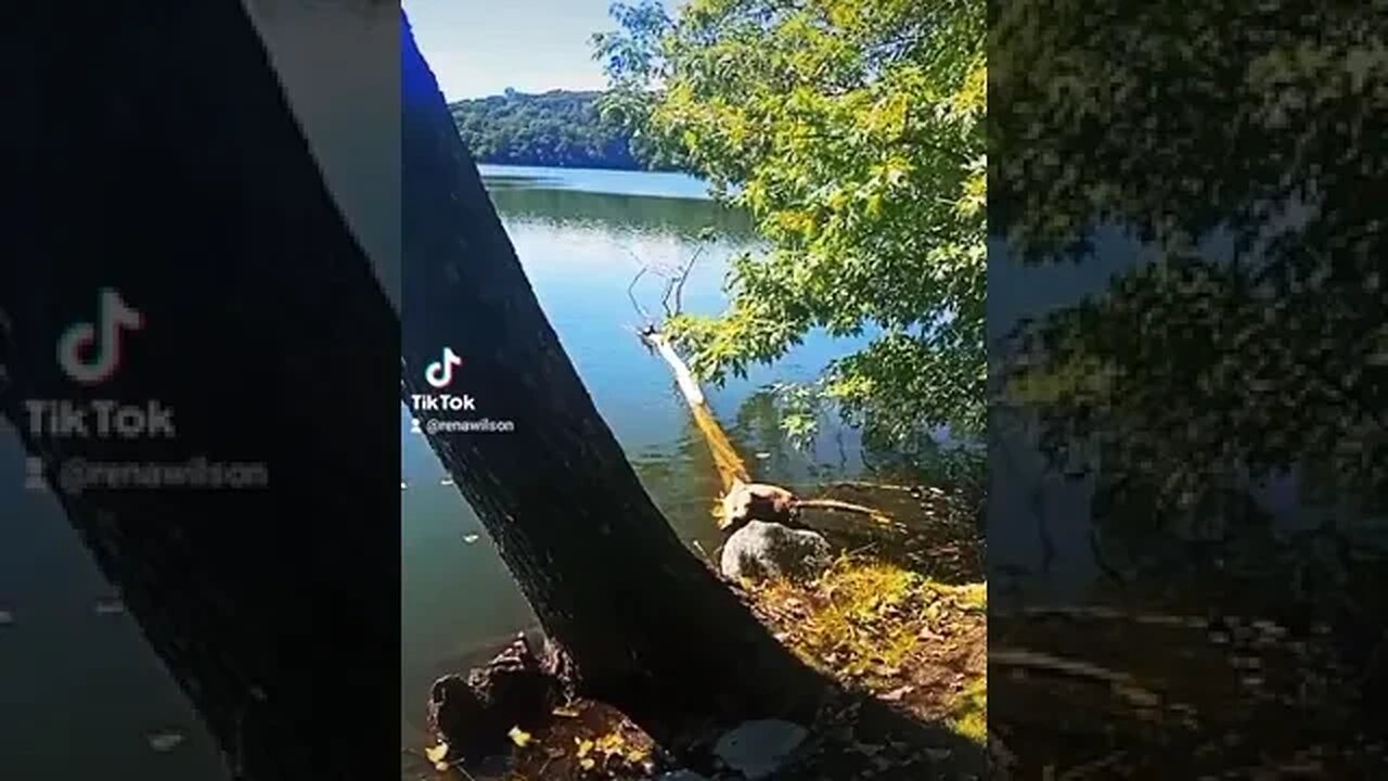 The Angel's was following me