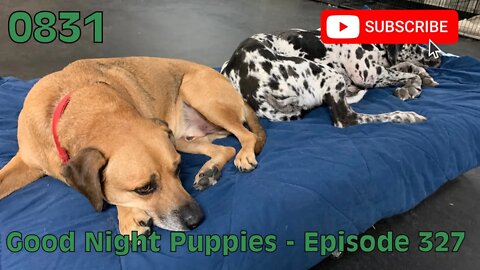 [0831] GOOD NIGHT PUPPIES - EPISODE 327 [#dogs #doggos #doggies #puppies #dogdaycare]