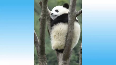 WATCH These Smart Funny Pets and Animals at Play - The Panda is Awesome (Very Funny)