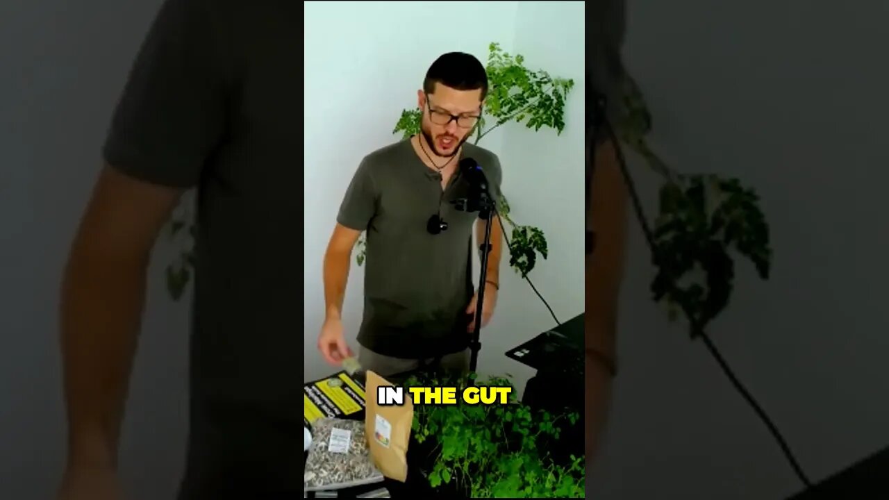 Unlock Your Full Energy Potential with Moringa Seed Powder