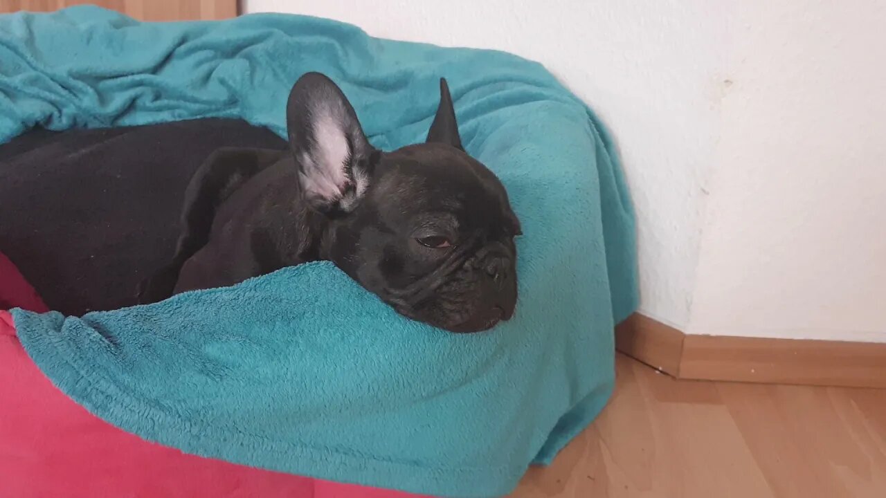 French Bulldog "Blacky" 🐶 💤 is having sweet dreams😍