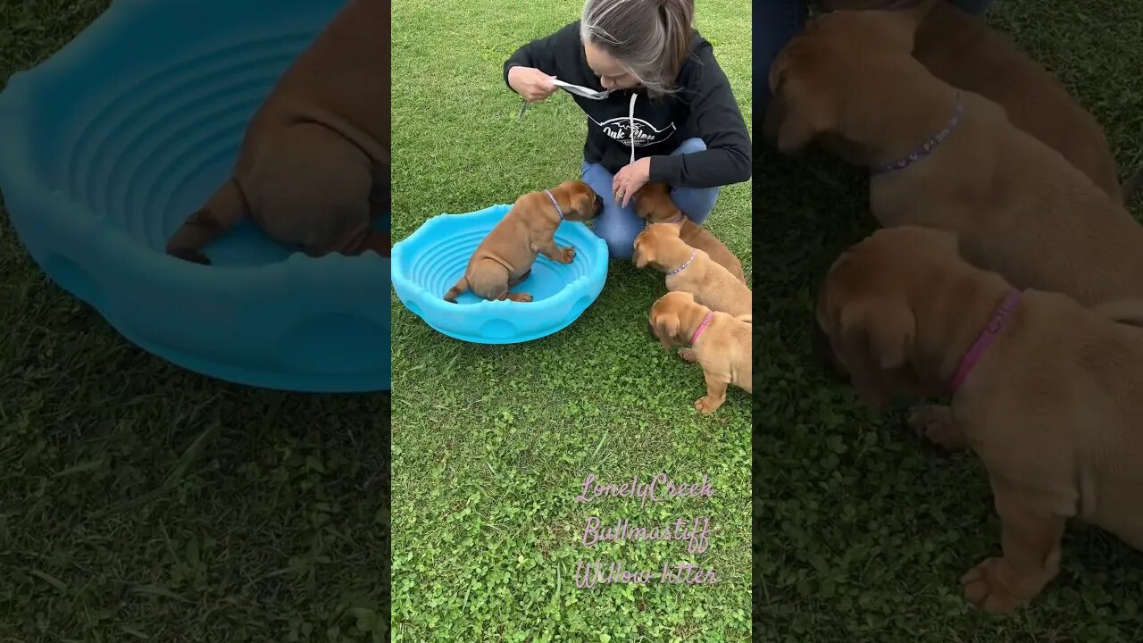 Snuggle puppies. LonelyCreek bullmastiff 10-24-23