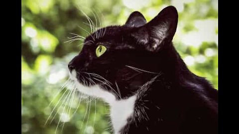 Ce chat veut boire alors il rejoint sa maîtresse sous la douche